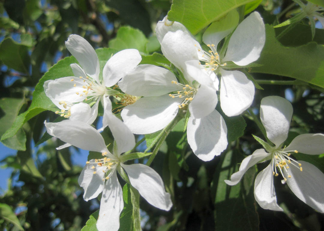 Spring Snow Flowering Crabapple Tree | Garden Gate Nursery