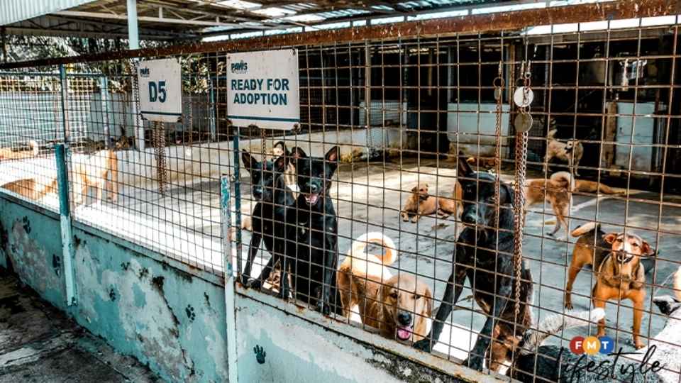 10 Animal Shelters In Malaysia For Adoption And Volunteering