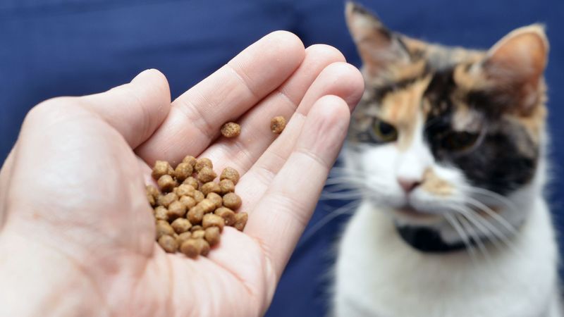 Kucing Tak Nak Makan? Mengapa & Tips Mengatasinya