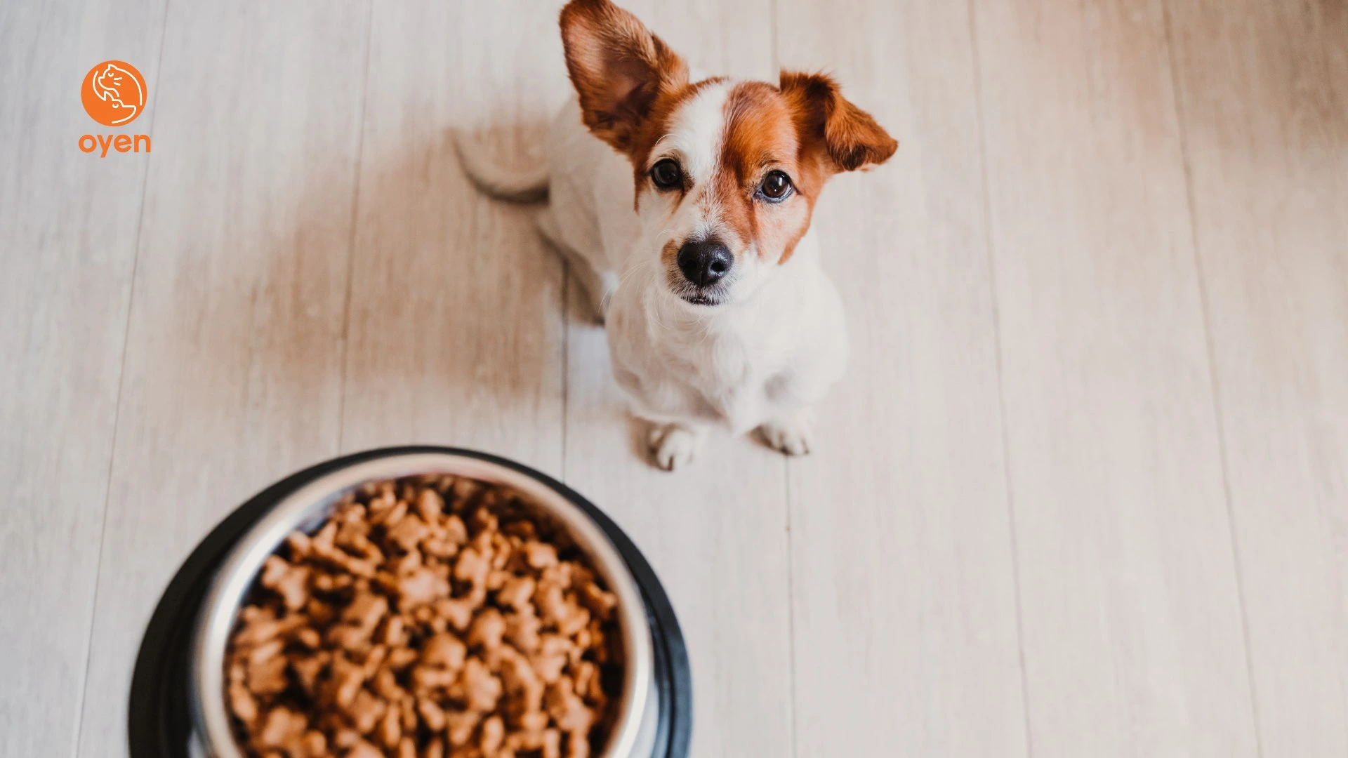 Best And Worst Dog Food Brands 2023 Which Peacecommission kdsg gov ng