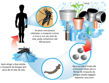 Etiologia e transmissão dengue