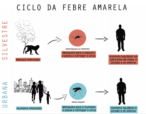 Etiologia e transmissão febre amarela