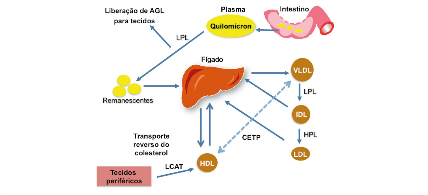 Hipertrigliceridemia O Que é - BRAINCP