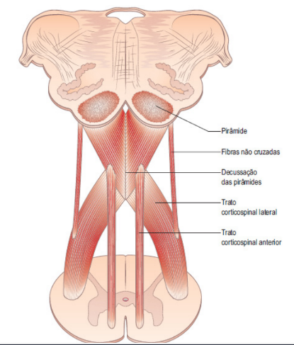 Visualização do trajeto do trato corticoespinhal lateral e corticoespinhal anterior