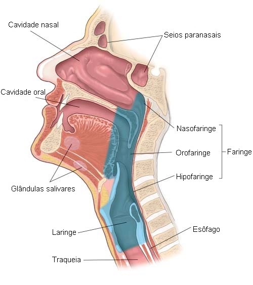 Infecção do Trato Respiratório Superior O que é e Sintomas Infecção do Trato Respiratório Superior O que é e Sintomas