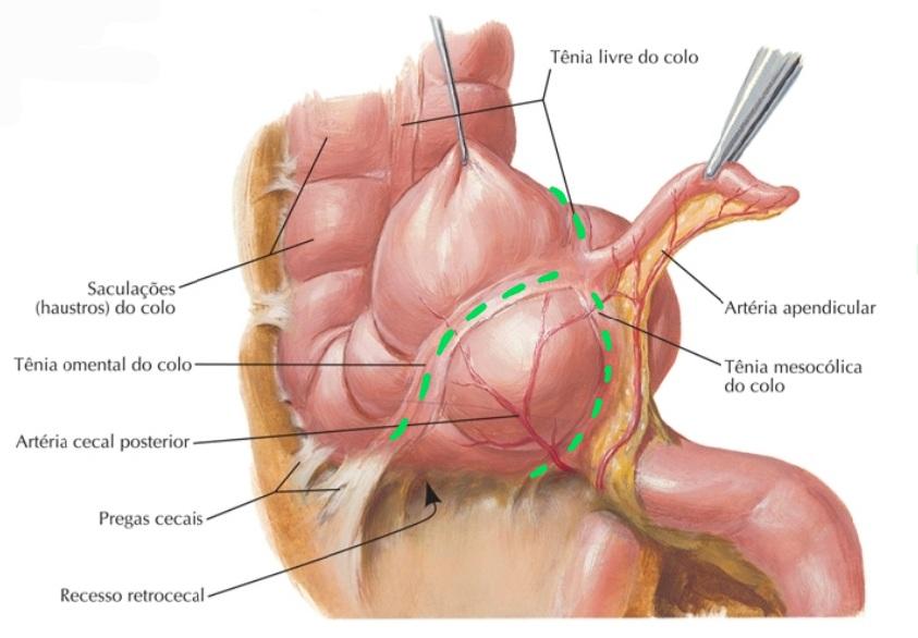Convergência das tênias omental, livre e mesocólica, indicando a localização da base do apêndice. Fonte: Netter Anatomia Humana.