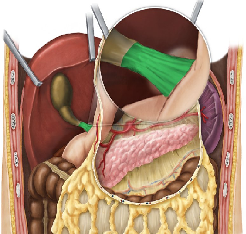 Representação do ligamento hepatoduodenal. Fonte: Kenhub