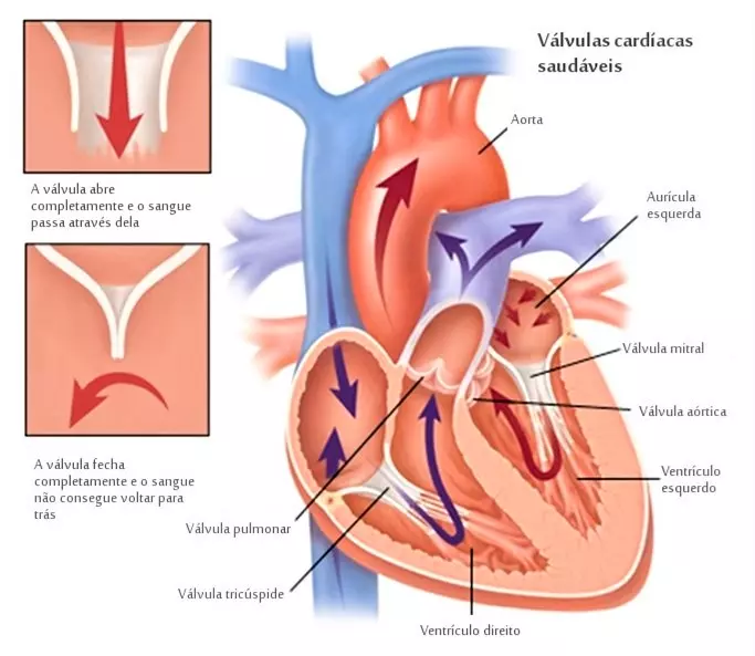 Representação da anatomia cardíaca e suas valvas. Observe a importância das valvas para o fluxo sanguíneo. Fonte: ND Mais (https://ndmais.com.br/saude/desvendando-os-tratamentos-das-valvulas-do-coracao/)