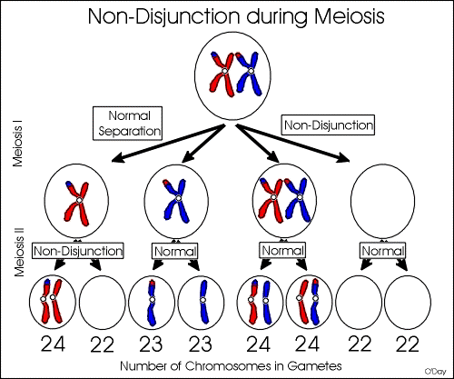 Processos de formação de gametas normais (com 23 cromossomos) e aneuploides (24 representando trissomias, 22 representando monossomias). Pode ocorrer na meiose I (mais comum) ou meiose II. Fonte: Aprendendo genética http://aprendendogenetica.blogspot.com/2011/04/aula-4-odontologia-anomalias.html