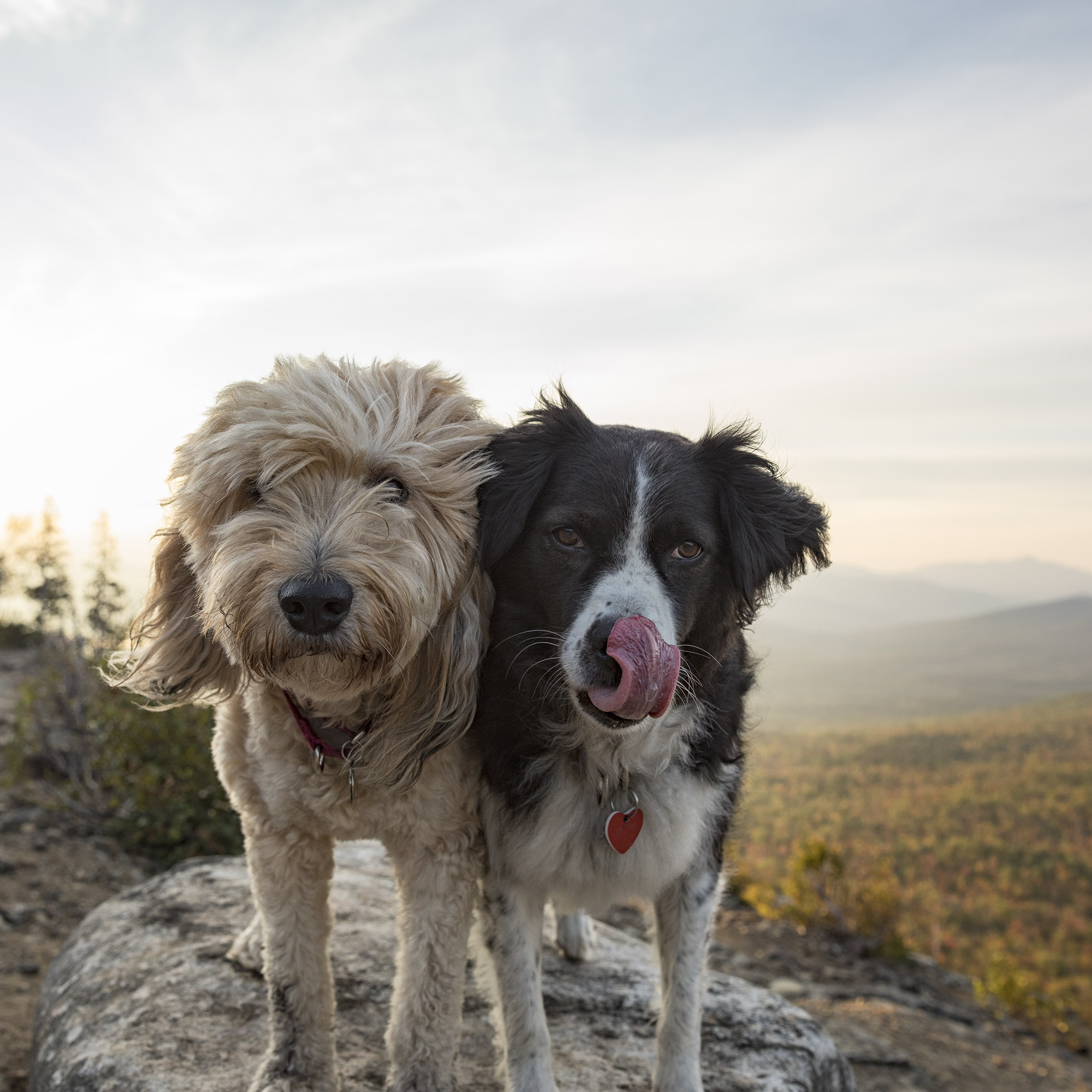 Dogs of New York's Adirondack Park