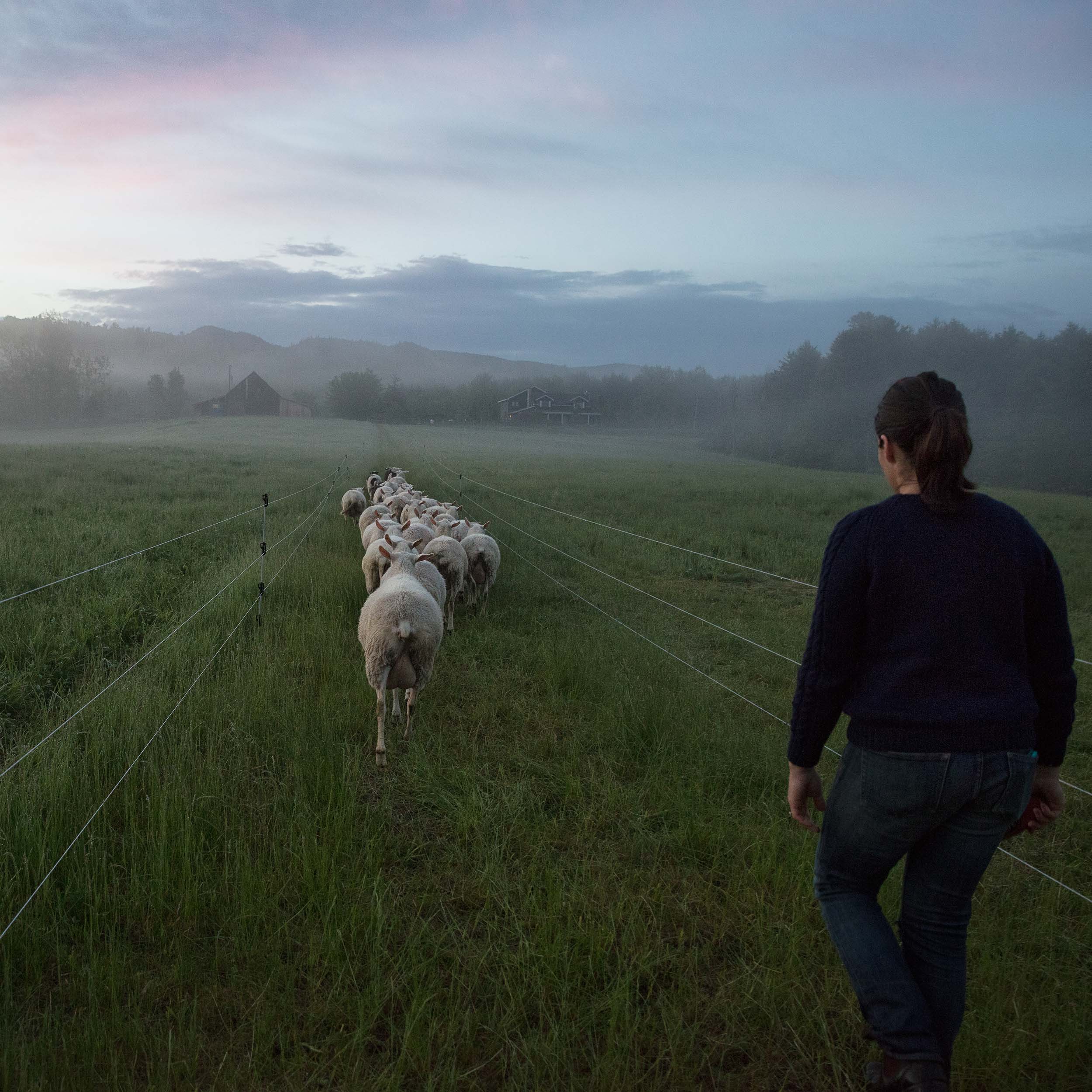 Sustainable sheep farming in the Adirondack Park of New York State