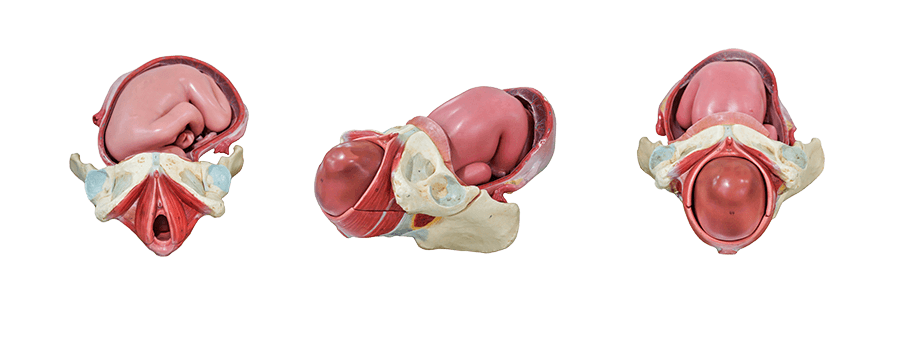 The pelvic floor muscles expand during vaginal birth