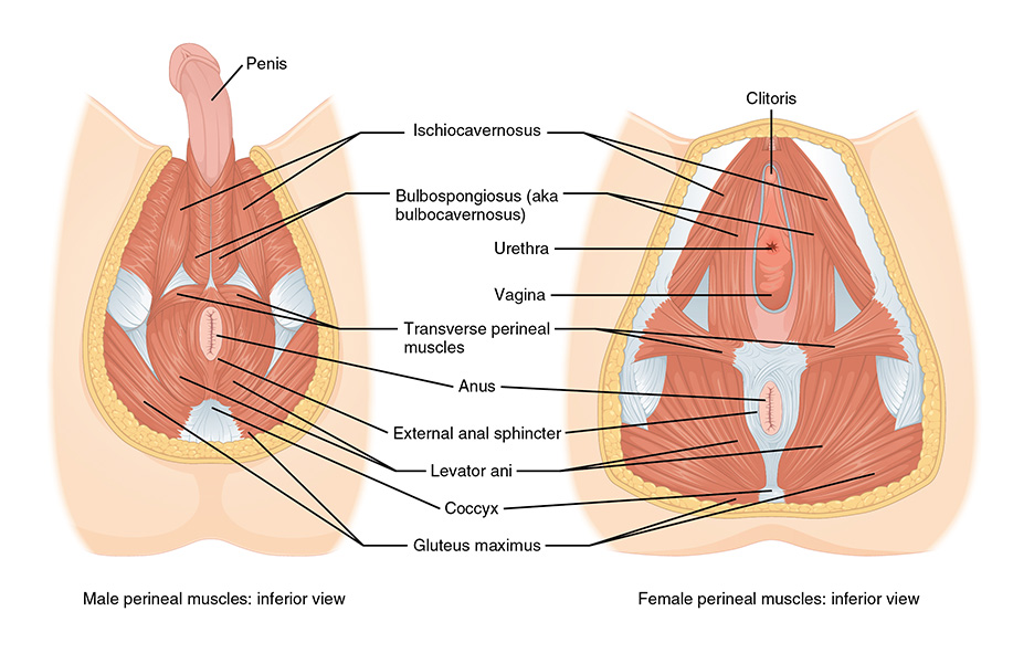 Pelvic Floor