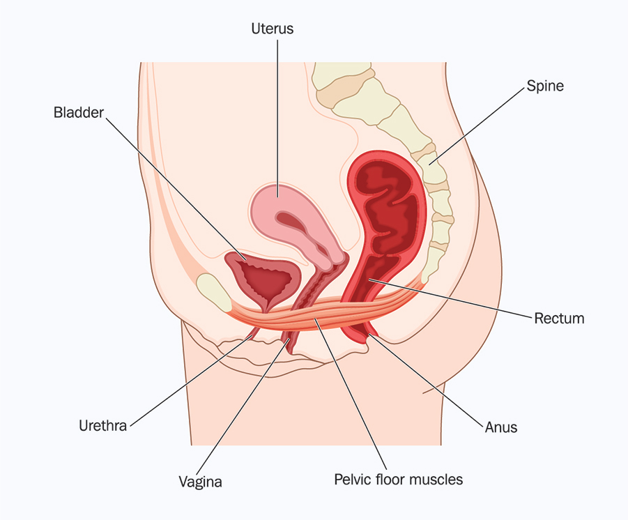side view of the pelvic floor muscles