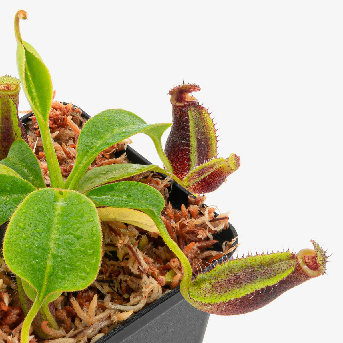 Nepenthes Robcantleyi x Lowii Nepenthes Robcantleyi x Lowii