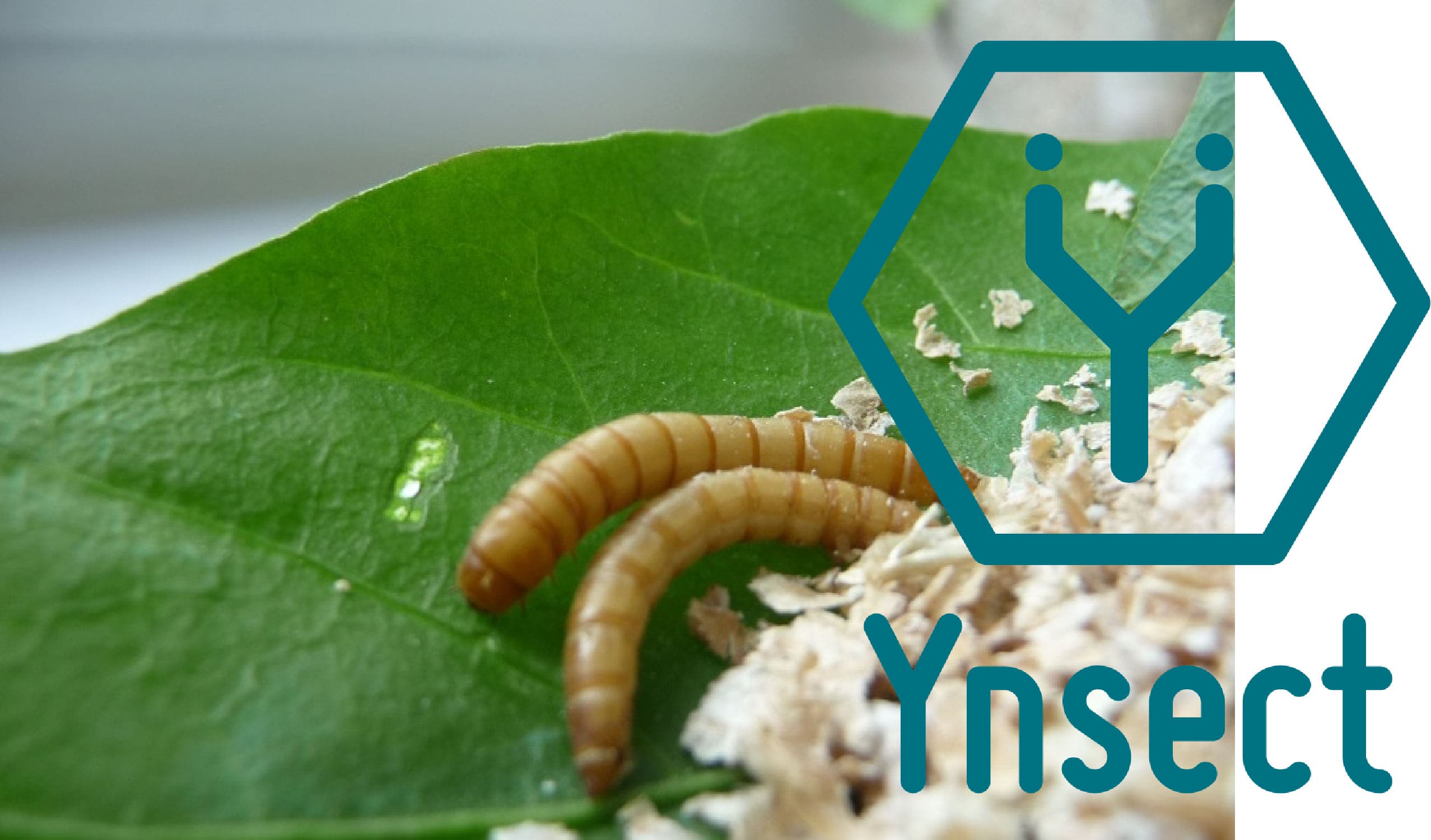 Ynsect