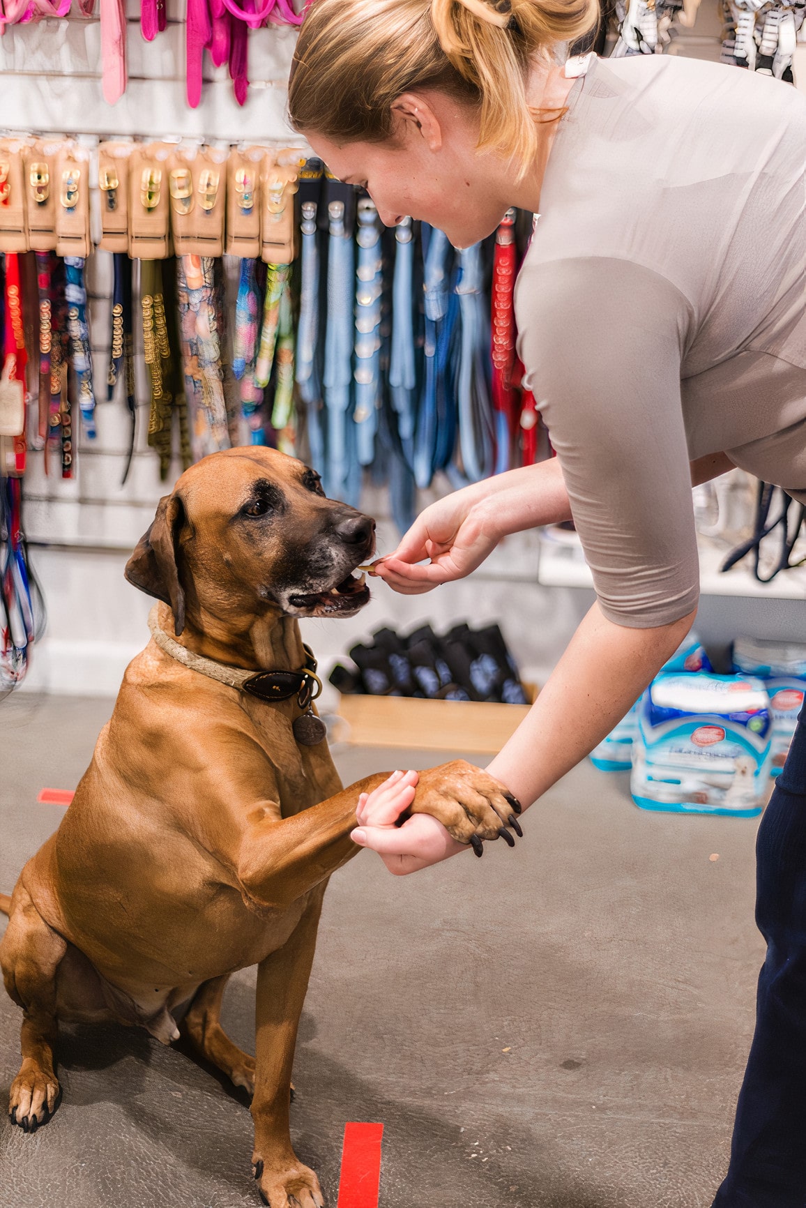 pet store single-store pos