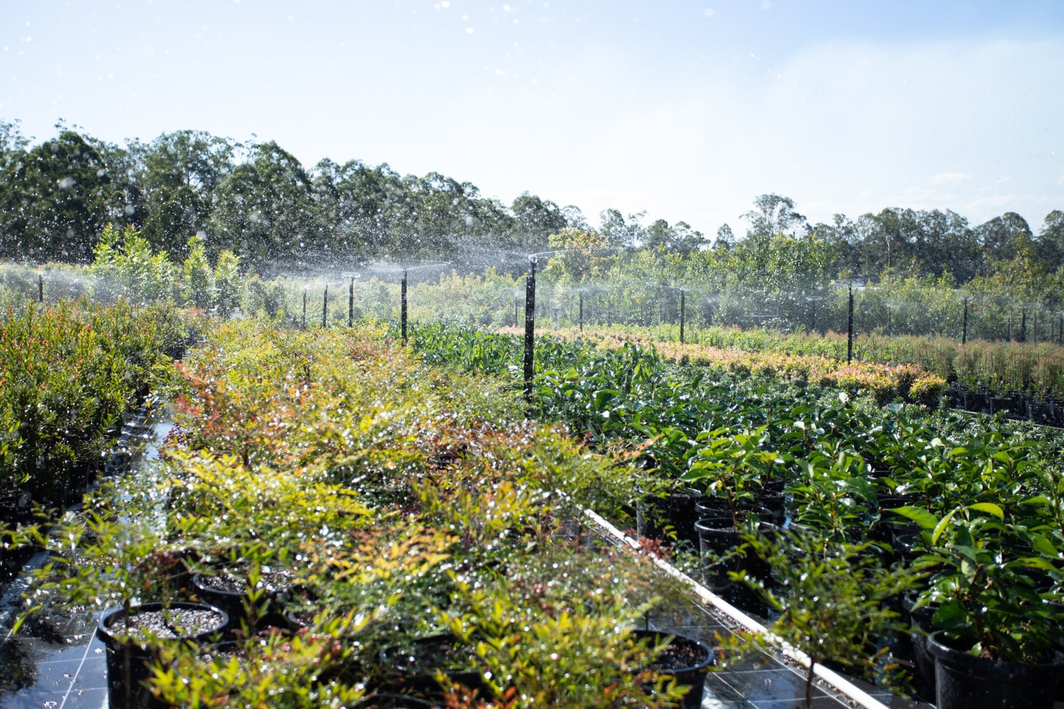Landscape photo of Instant Green Nursery's plant farm in Wamuran.