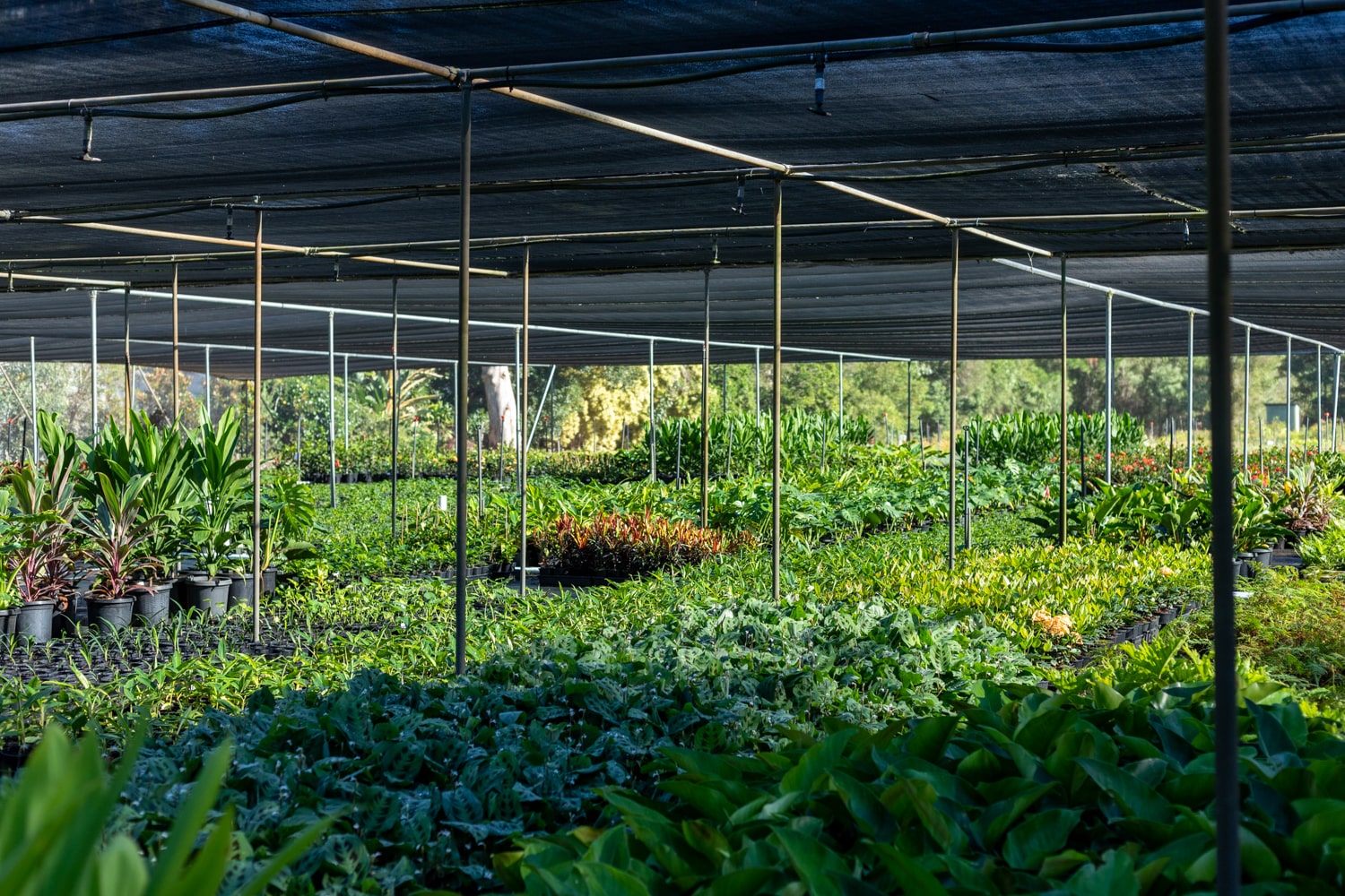 Landscape photo of Instant Green Nursery's plant farm in Burpengary.