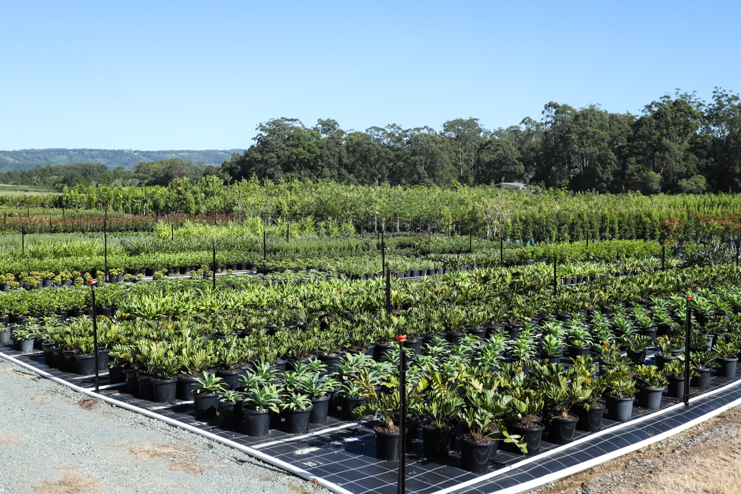 Landscape photo of Instant Green Nursery's plant farm in Wamuran.