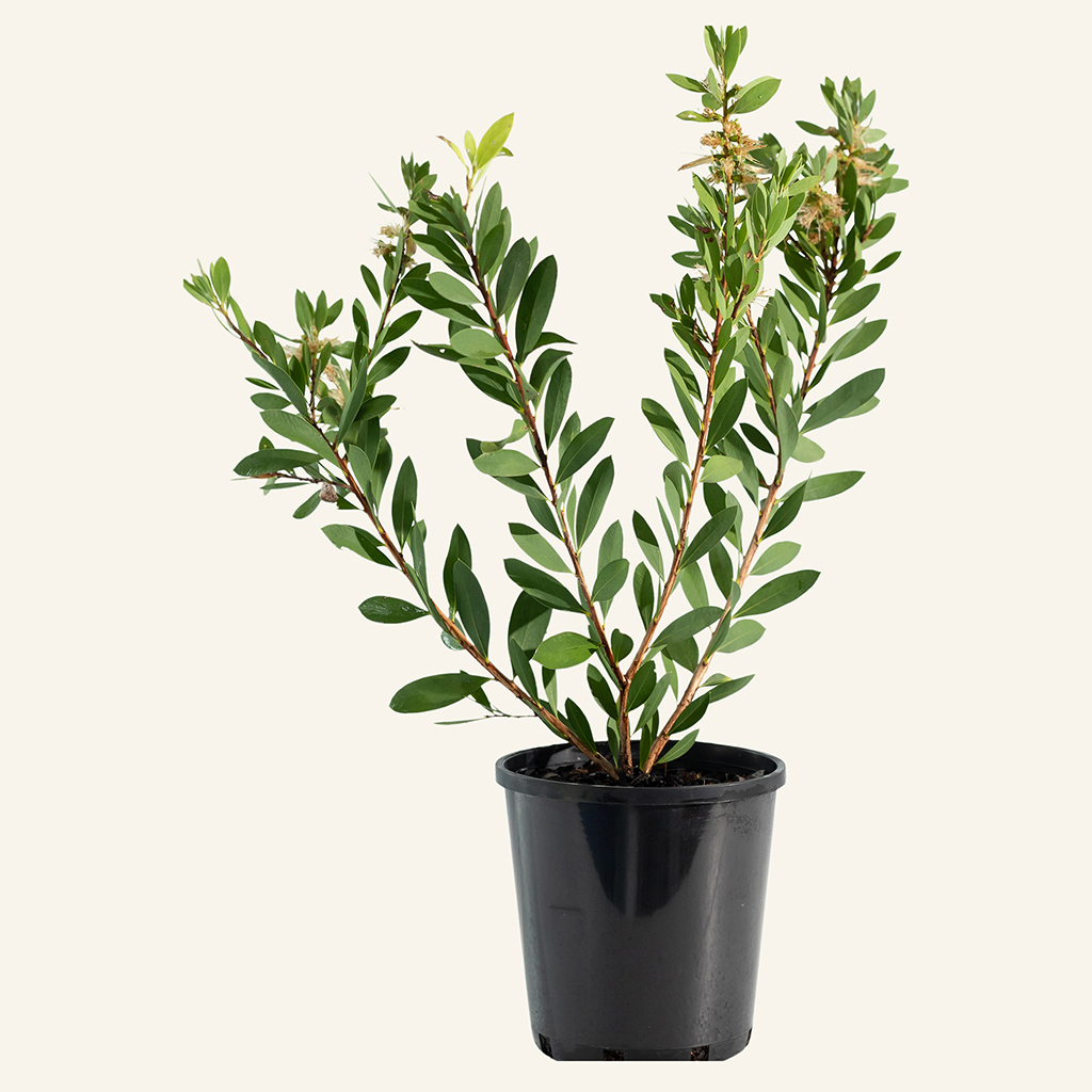 Our Plants. Callistemon citrinus 'White Anzac' Instant Green Nursery