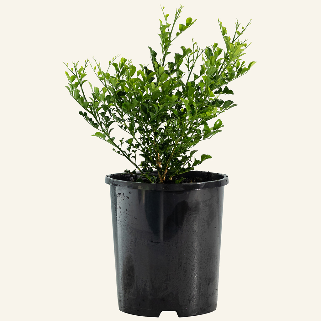 Our Plants. Murraya paniculata 'Min a Min' Instant Green Nursery