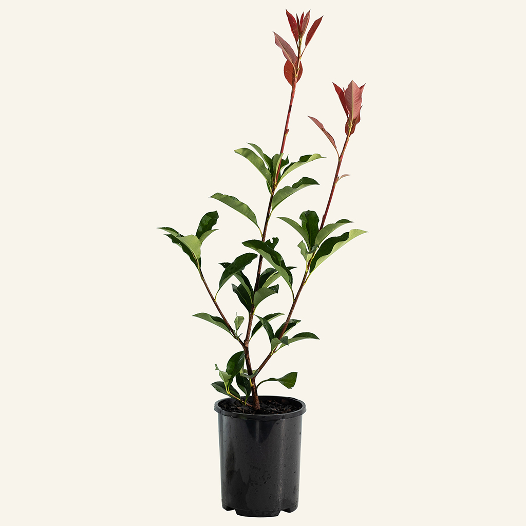 Our Plants. Photinia 'Red Robin' Instant Green Nursery Wholesale