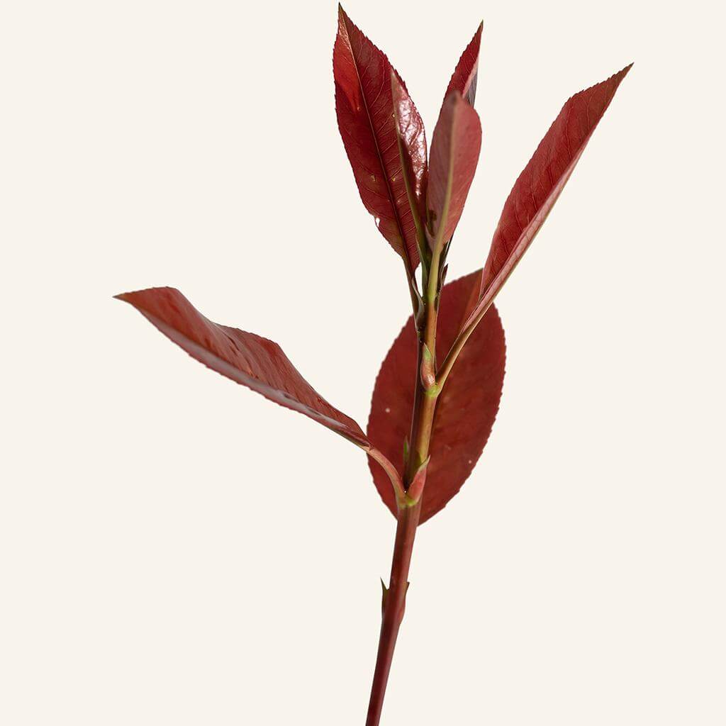 Our Plants. Photinia 'Red Robin' Instant Green Nursery Wholesale Plant Supply