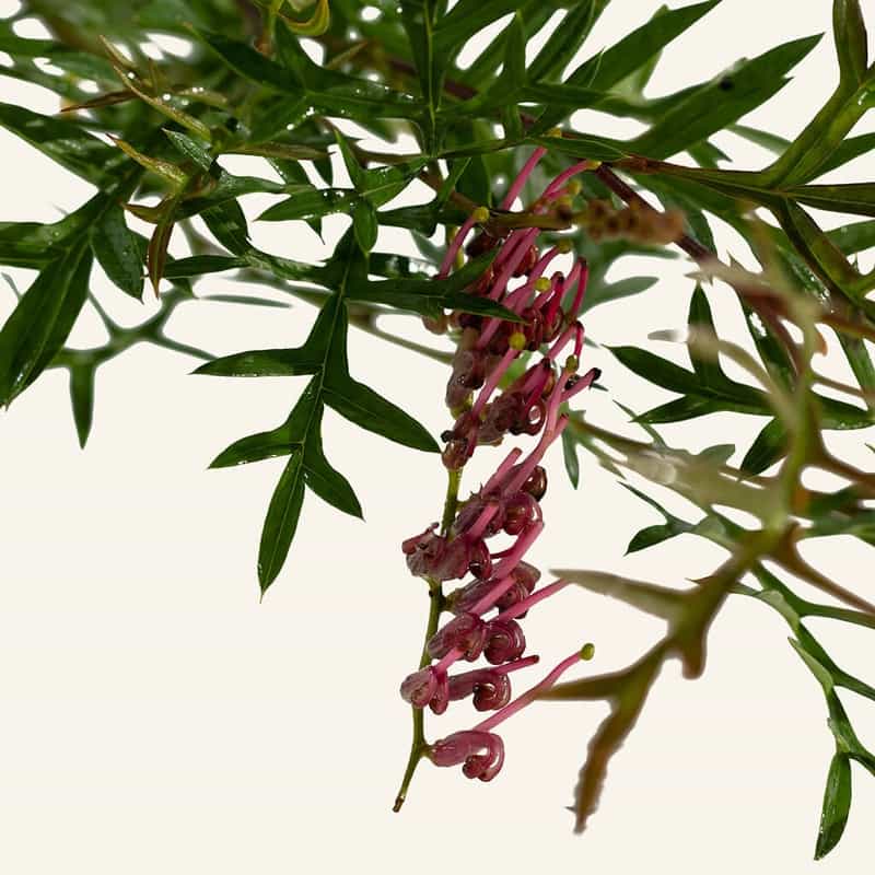 Our Plants. Grevillea 'Bronze Rambler' Instant Green Nursery