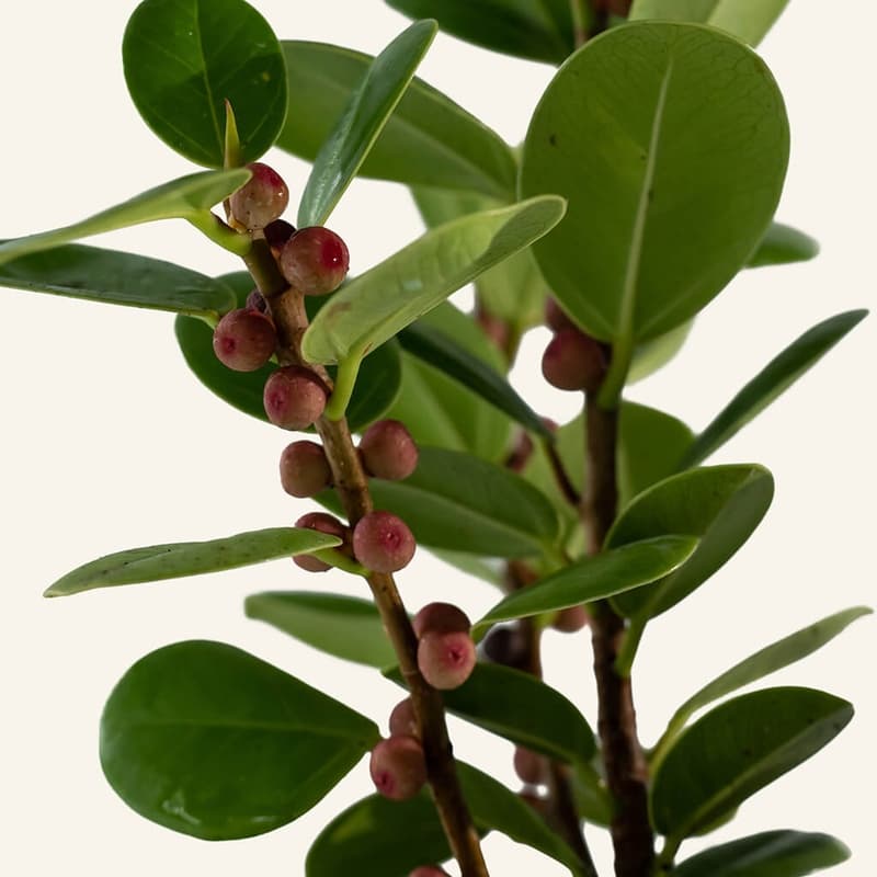 Our Plants. Ficus microcarpa 'Green Island' Instant Green Nursery