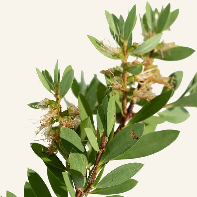 Our Plants. Callistemon citrinus 'White Anzac' Instant Green Nursery