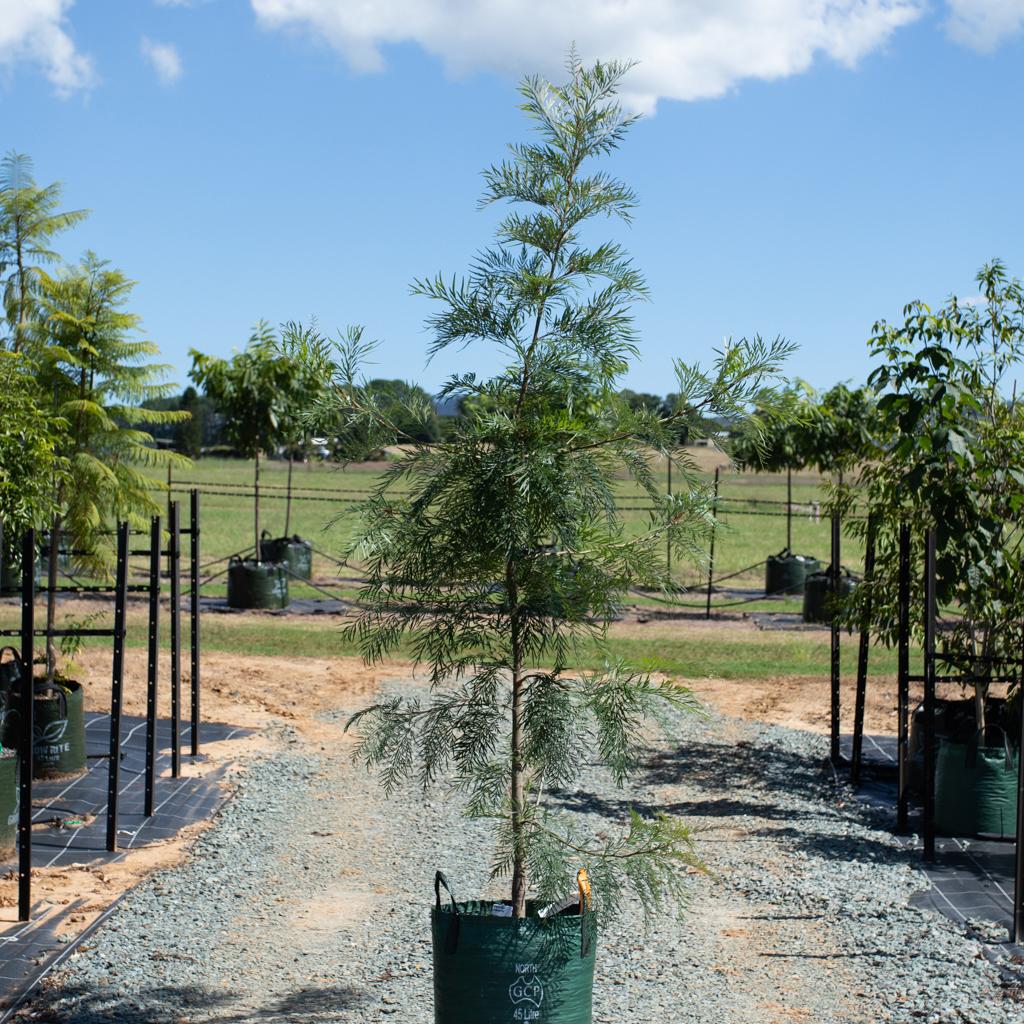 Our Plants. Grevillea robusta Instant Green Nursery Wholesale Plant