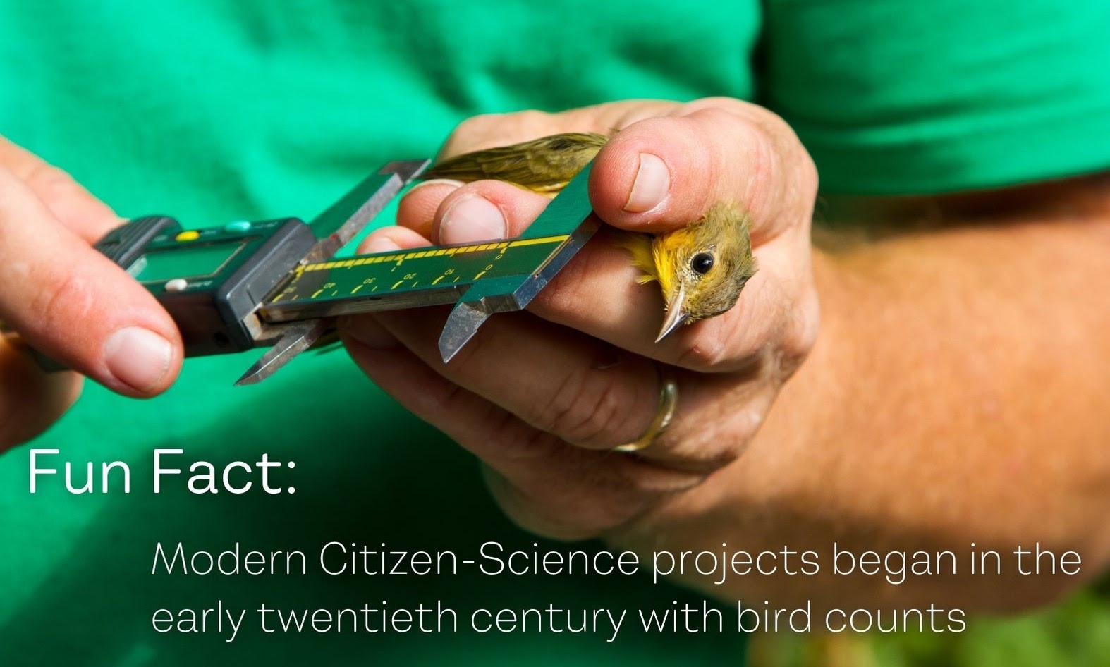 bird_counts