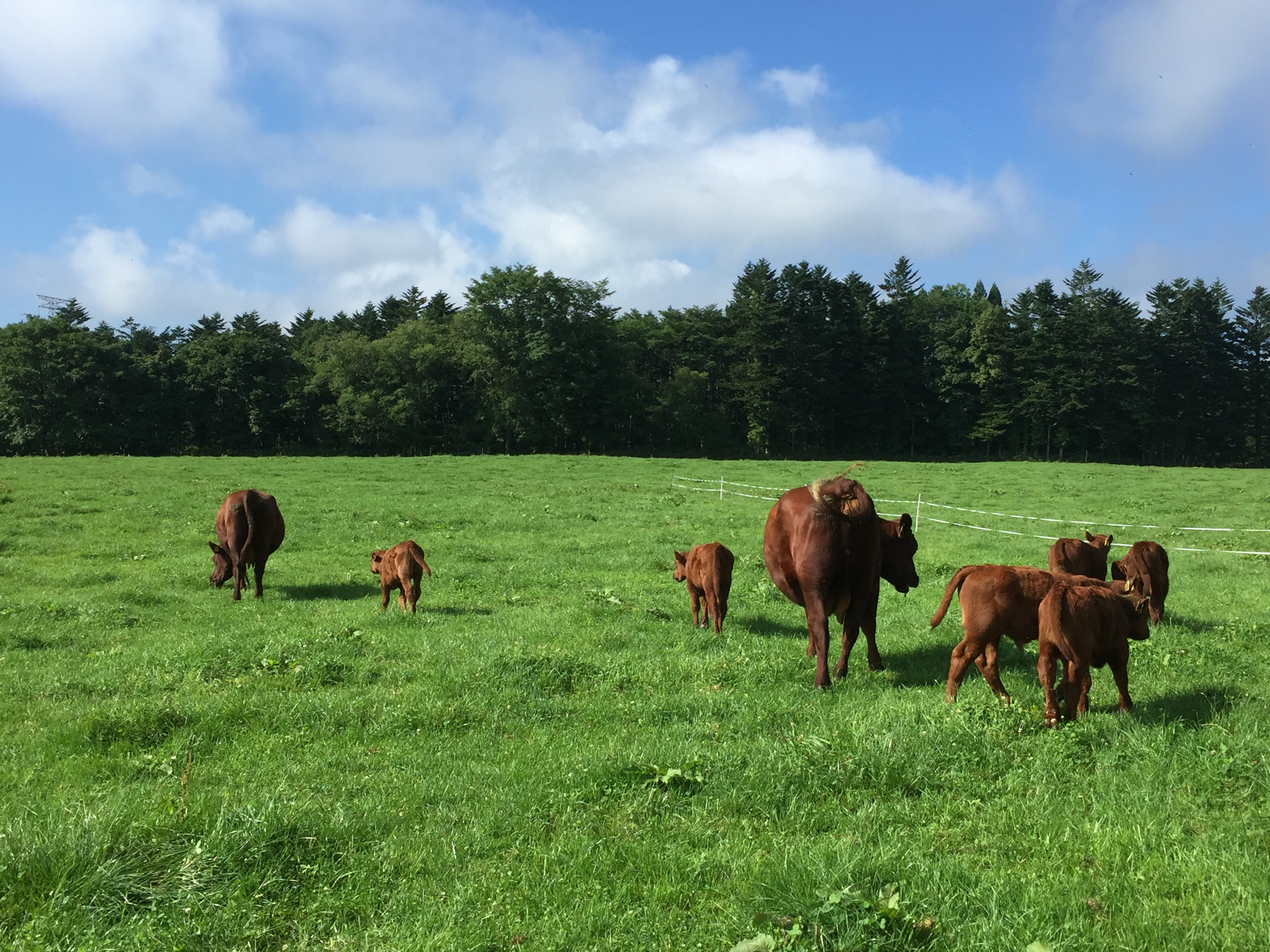 Vol 1 自給飼料１００ で育てる北里八雲牛 北里大学獣医学部