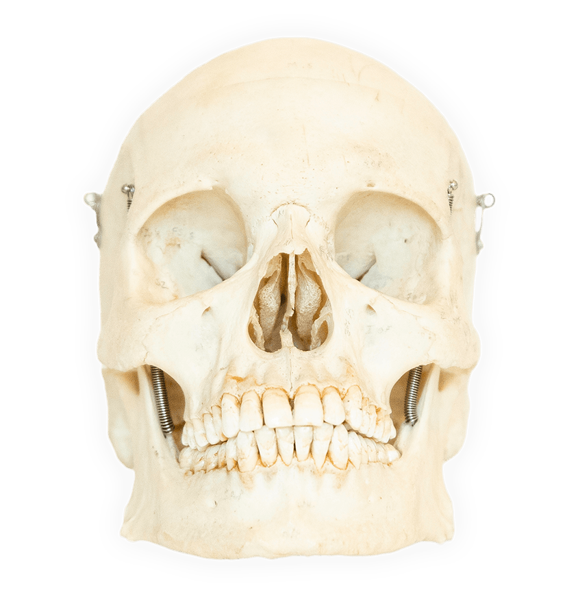 A perfect medical skull