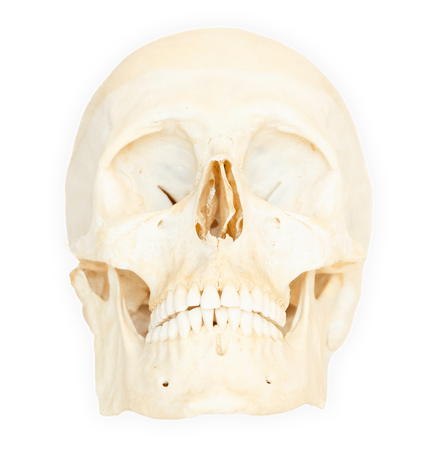 A perfect medical skull