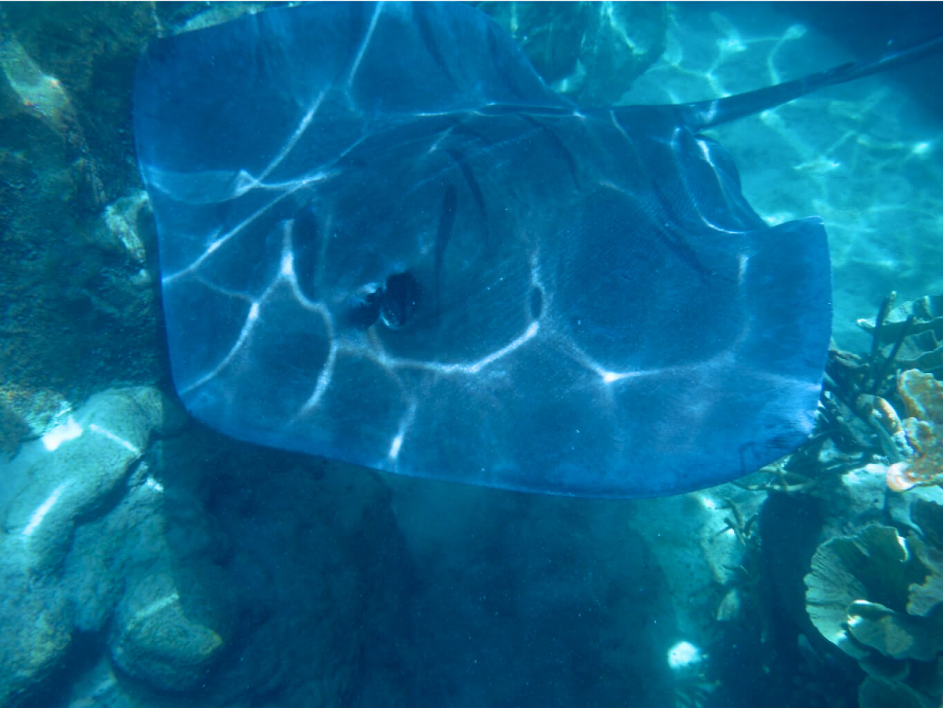 Swimming with a manta ray in 2014