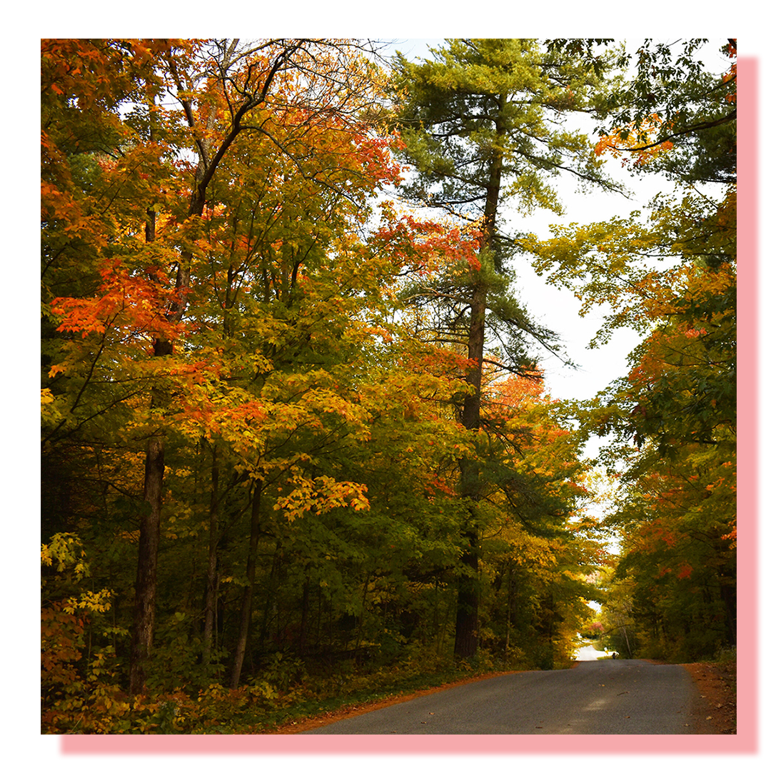 An image looking down a narrow road with fall colour trees