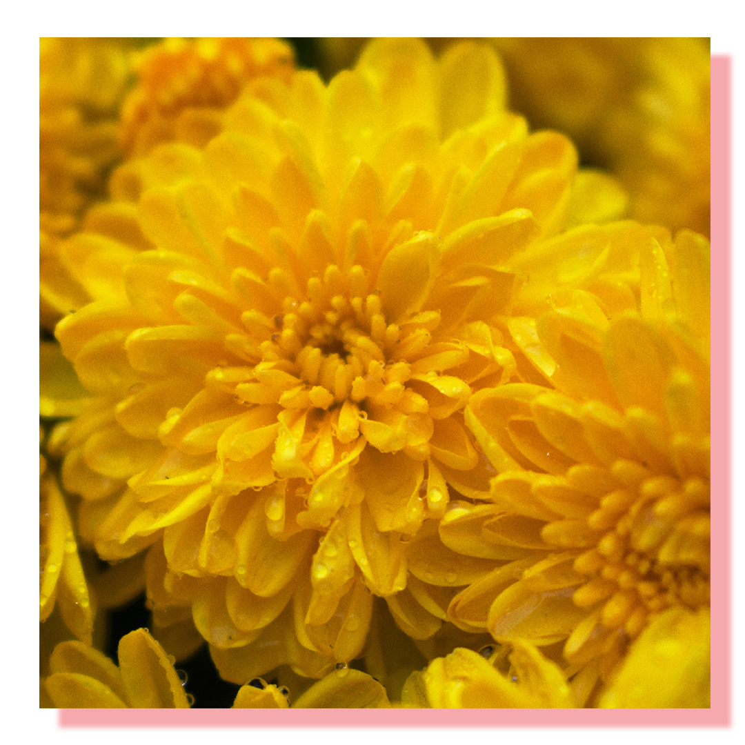 A close up shot of a yellow flower with dew drops