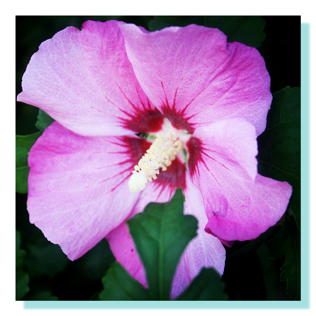 Closeup of purple flower on black background