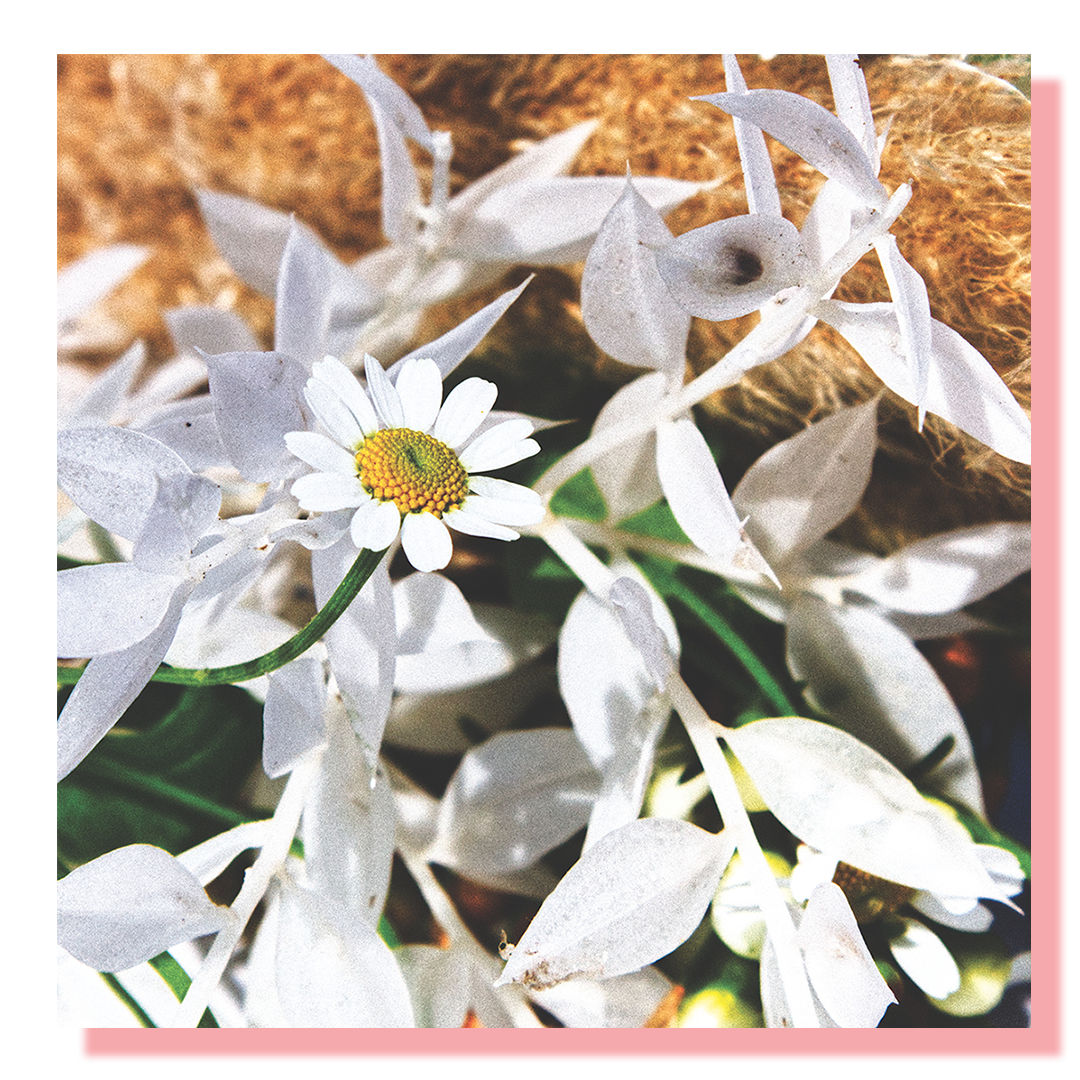 A collection of white daisys with one more prominent that the others.