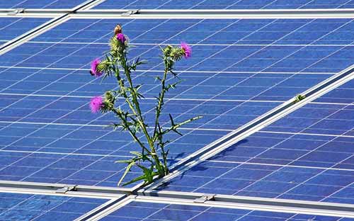 La végétation sur des panneaux solaires provoque une baisse de rendement
