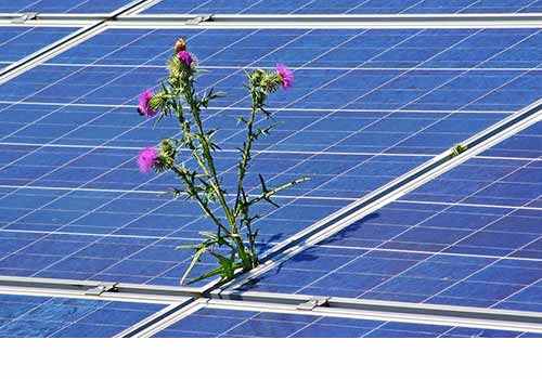 La végétation sur des panneaux solaires provoque une baisse de rendement