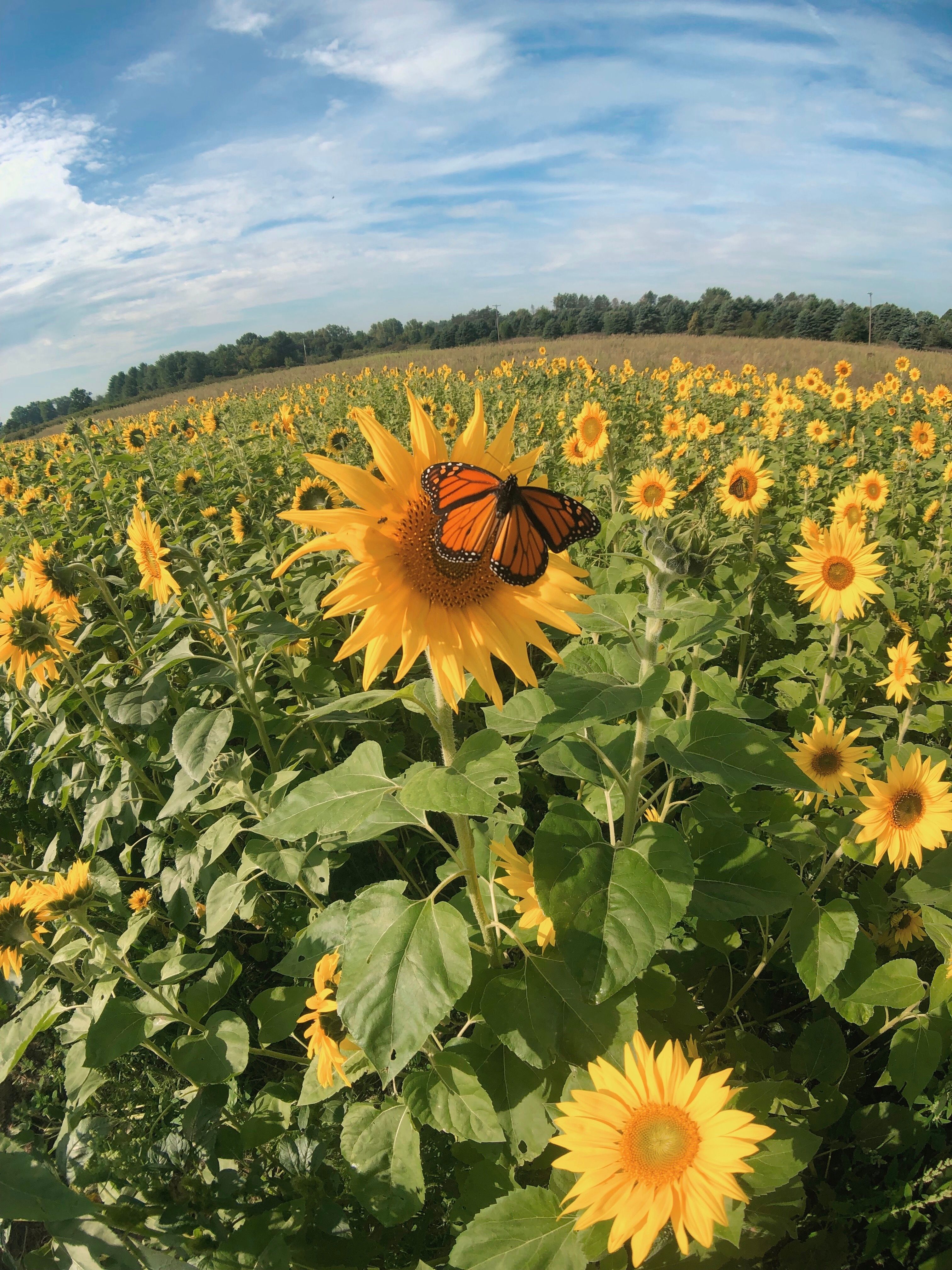 Uncle John's Cider Mill Sunflowers