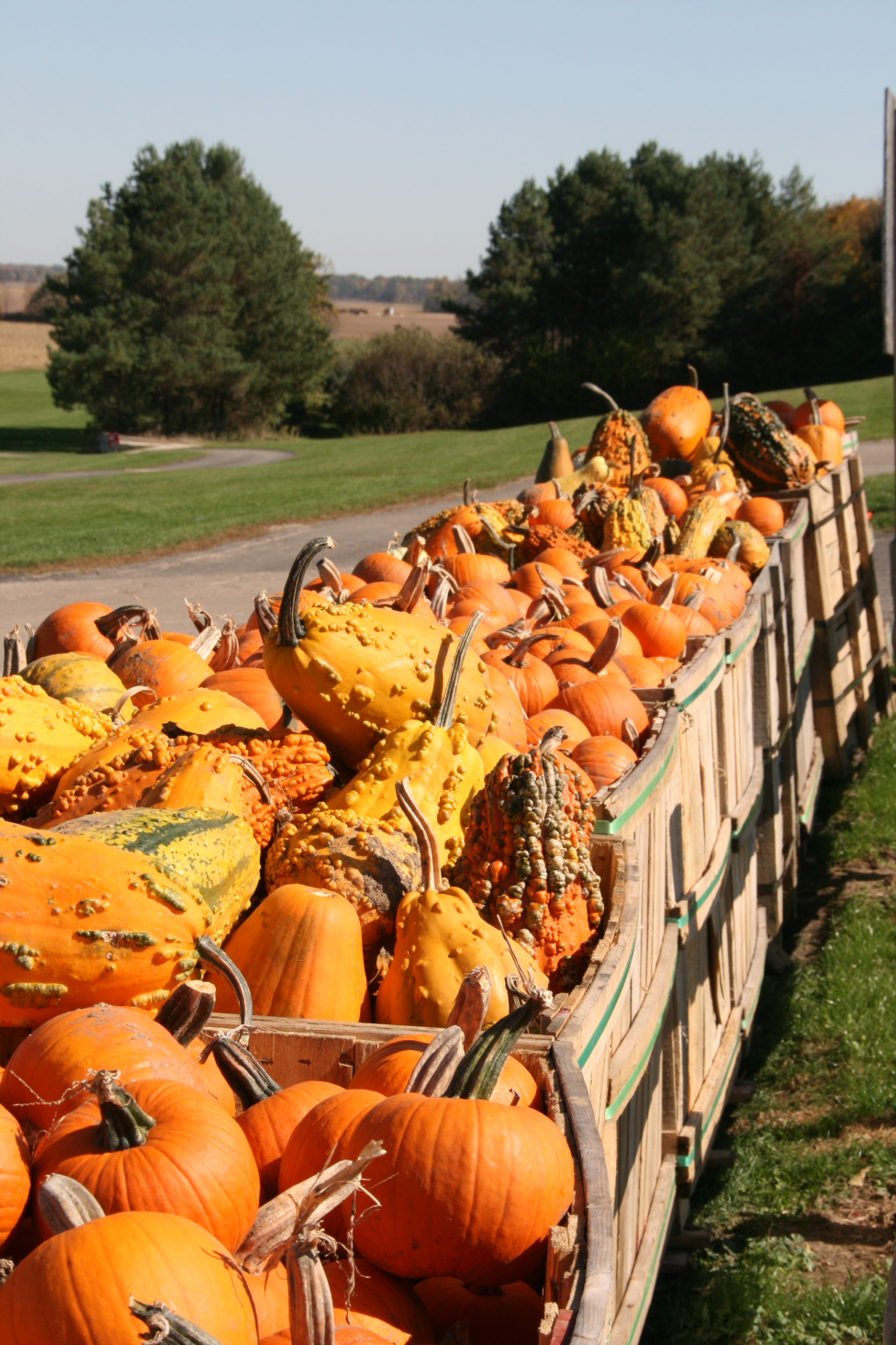 Uncle John's Cider Mill Pumpkins