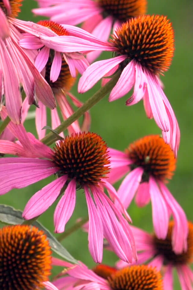 Plants, Pollinators & Prayers
