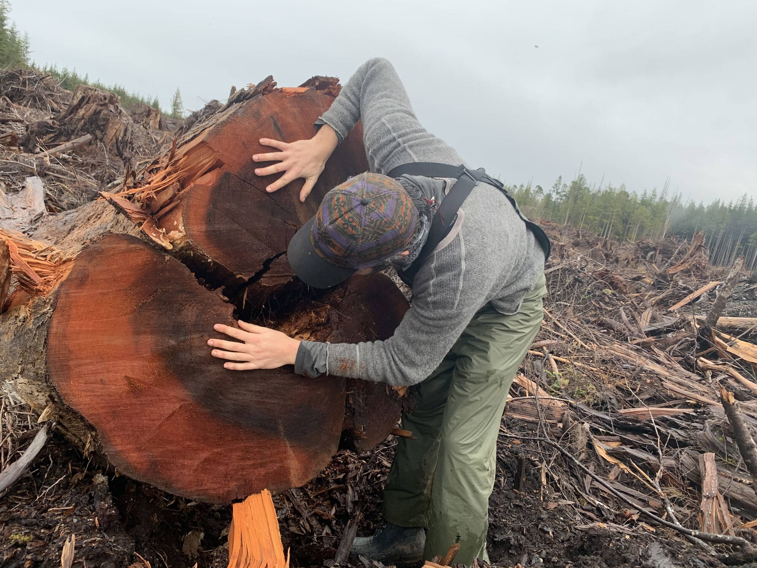 Culturally modified trees