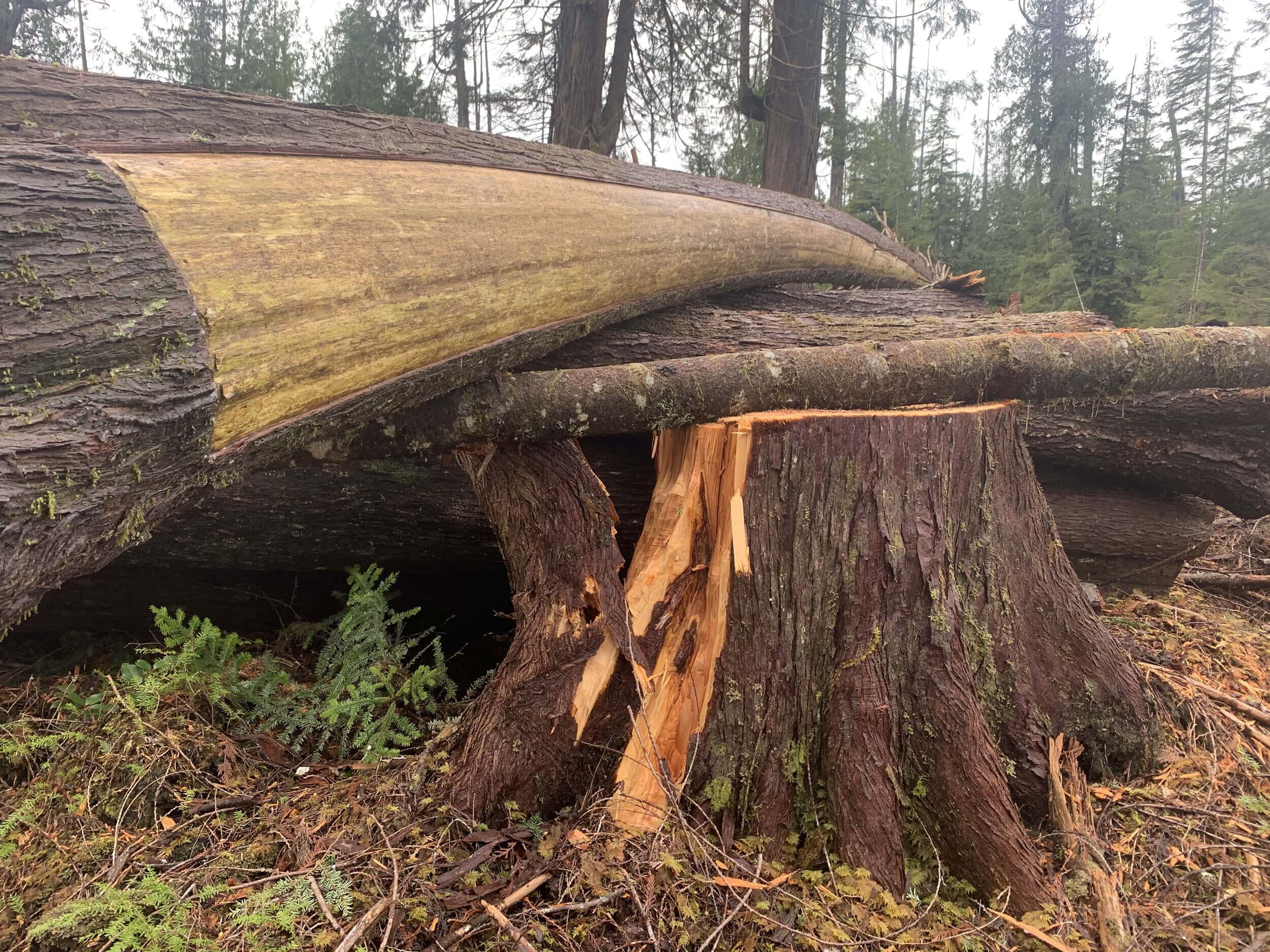 Culturally modified tree that's been logged