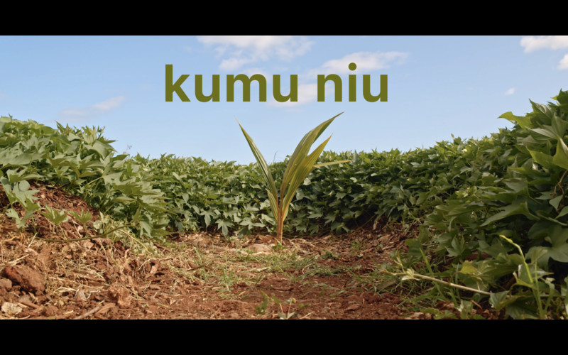 Kumu Niu