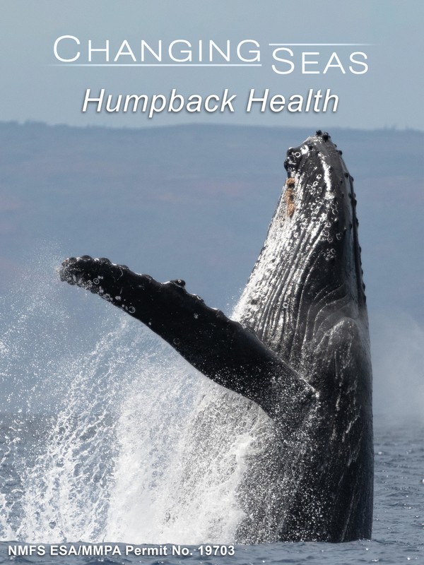 Changing Seas: "Humpback Health"